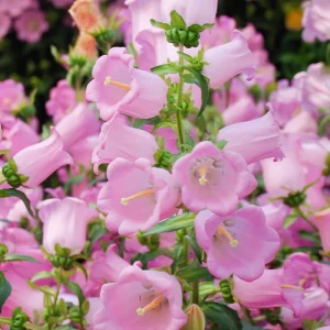 Bellflower Seeds: Champion Rose F1 Canterbury Bells, Campanula medium, 25 Seeds, Outdoor - Image 4