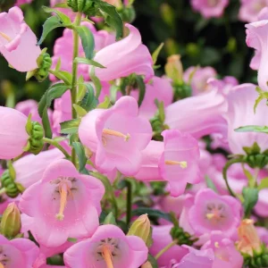 Bellflower Seeds: Champion Rose F1 Canterbury Bells, Campanula medium, 25 Seeds, Outdoor - Image 5
