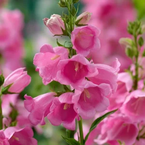 Bellflower Seeds: Champion Rose F1 Canterbury Bells, Campanula medium, 25 Seeds, Outdoor - Image 6