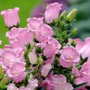 Bellflower Seeds: Champion Rose F1 Canterbury Bells, Campanula medium, 25 Seeds, Outdoor - Image 1