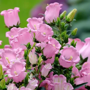 Bellflower Seeds: Champion Rose F1 Canterbury Bells, Campanula medium, 25 Seeds, Outdoor - Image 1