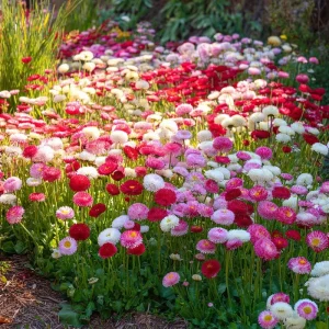 Bellis English Daisy Seeds - Pink, White & Red Mix, 200 Seeds for Cottage Gardens, Outdoor - Image 2