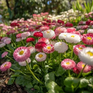 Bellis English Daisy Seeds - Pink, White & Red Mix, 200 Seeds for Cottage Gardens, Outdoor - Image 4
