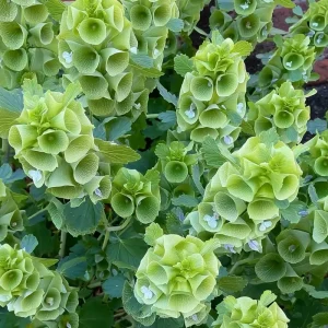 Bells of Ireland Seeds - Moluccella Laevis - 50 Seed Packet - Ornamental Garden Annual - Image 2