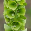Bells of Ireland Seeds - Moluccella Laevis - 50 Seed Packet - Ornamental Garden Annual - Image 1