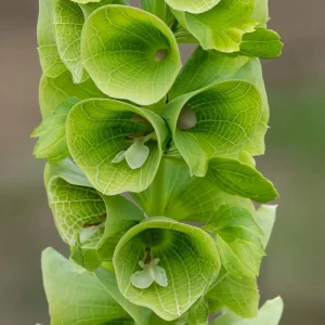 Bells of Ireland Seeds - Moluccella Laevis - 50 Seed Packet - Ornamental Garden Annual - Image 1