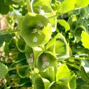 Bells of Ireland Seeds - Moluccella Laevis - 50 Seed Packet - Ornamental Garden Annual - Image 3