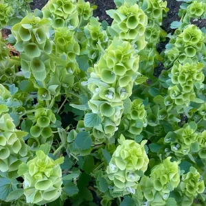 Bells of Ireland Seeds - Moluccella Laevis - 50 Seed Packet - Ornamental Garden Annual - Image 4