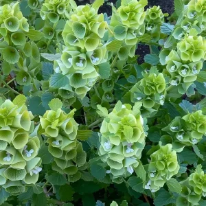 Bells of Ireland Seeds - Moluccella Laevis - 50 Seed Packet - Ornamental Garden Annual - Image 5