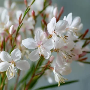 Biennial Gaura Seeds - 25 Count - White & Pink Butterfly Flowers - Outdoor - Image 2