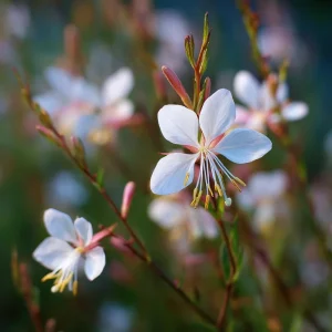 Biennial Gaura Seeds - 25 Count - White & Pink Butterfly Flowers - Outdoor - Image 4