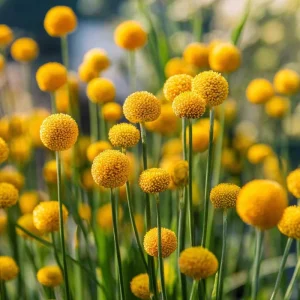 Billy Button Seeds - 50 Pack Craspedia Globosa Yellow Ball Flowers Outdoor - Image 3