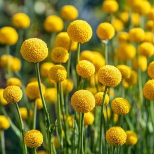 Billy Button Seeds - 50 Pack Craspedia Globosa Yellow Ball Flowers Outdoor - Image 4