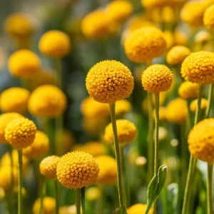Billy Button Seeds - 50 Pack Craspedia Globosa Yellow Ball Flowers Outdoor - Image 5