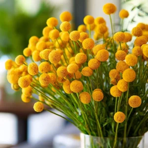 Billy Button Seeds - 50 Pack Craspedia Globosa Yellow Ball Flowers Outdoor - Image 1
