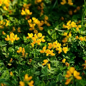 Bird's Foot Trefoil Seeds - Lotus corniculatus - 200 Seeds - Low-Growing Perennial Groundcover - Image 2