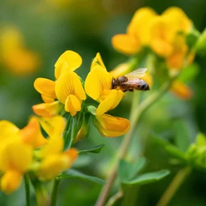 Bird's Foot Trefoil Seeds - Lotus corniculatus - 200 Seeds - Low-Growing Perennial Groundcover - Image 3