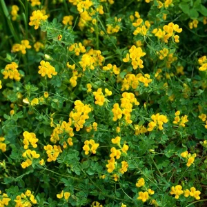 Bird's Foot Trefoil Seeds - Lotus corniculatus - 200 Seeds - Low-Growing Perennial Groundcover - Image 5