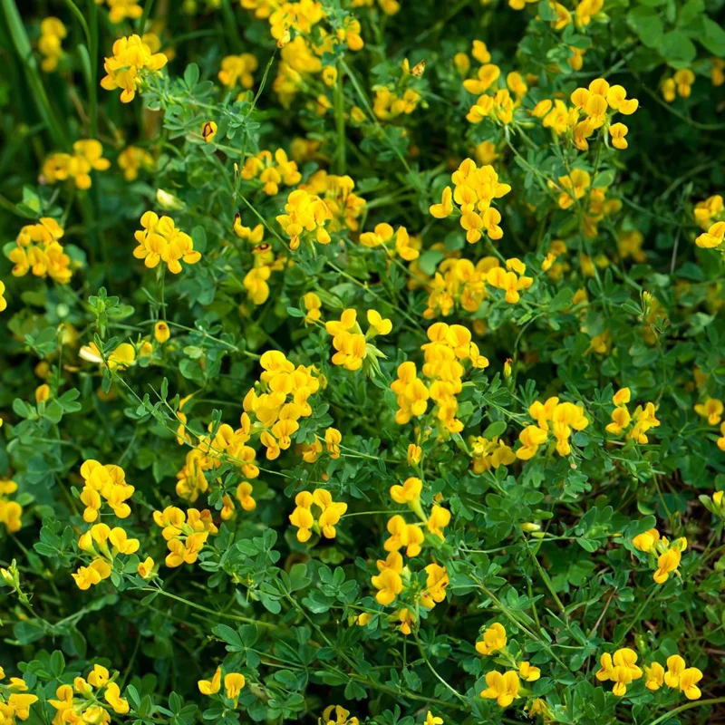 Bird's Foot Trefoil Seeds - Lotus corniculatus - 200 Seeds - Low-Growing Perennial Groundcover - Image 5