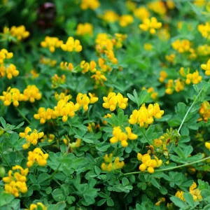 Bird's Foot Trefoil Seeds - Lotus corniculatus - 200 Seeds - Low-Growing Perennial Groundcover - Image 6