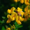 Bird's Foot Trefoil Seeds - Lotus corniculatus - 200 Seeds - Low-Growing Perennial Groundcover - Image 1