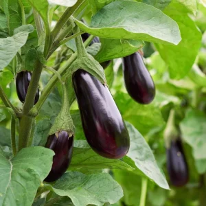 Black Beauty Eggplant Seeds – Classic Heirloom Variety – 50 Seeds – Outdoor - Image 3
