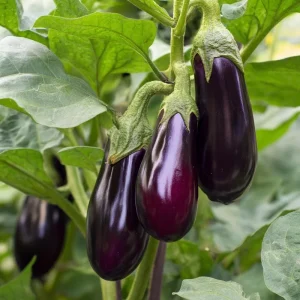 Black Beauty Eggplant Seeds – Classic Heirloom Variety – 50 Seeds – Outdoor - Image 5