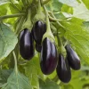 Black Beauty Eggplant Seeds – Classic Heirloom Variety – 50 Seeds – Outdoor - Image 1