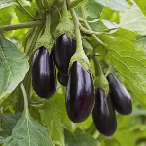 Black Beauty Eggplant Seeds – Classic Heirloom Variety – 50 Seeds – Outdoor - Image 1