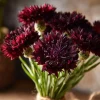 Black Cornflower Seeds - 100 Centaurea Cyanus, Edible & Ornamental Blooms, Outdoor - Image 1