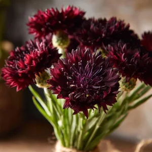 Black Cornflower Seeds - 100 Centaurea Cyanus, Edible & Ornamental Blooms, Outdoor - Image 1