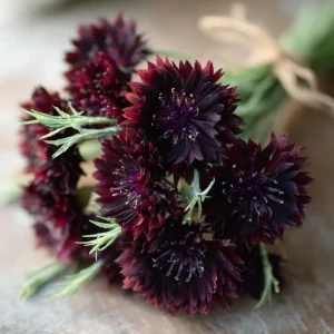Black Cornflower Seeds - 100 Centaurea Cyanus, Edible & Ornamental Blooms, Outdoor - Image 2