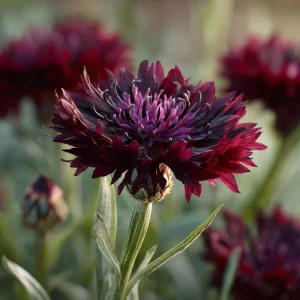 Black Cornflower Seeds - 100 Centaurea Cyanus, Edible & Ornamental Blooms, Outdoor - Image 3