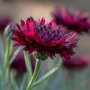 Black Cornflower Seeds - 100 Centaurea Cyanus, Edible & Ornamental Blooms, Outdoor - Image 4