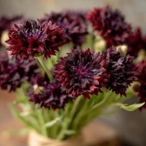Black Cornflower Seeds - 100 Centaurea Cyanus, Edible & Ornamental Blooms, Outdoor - Image 5