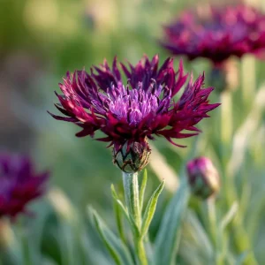 Black Cornflower Seeds - 100 Centaurea Cyanus, Edible & Ornamental Blooms, Outdoor - Image 6