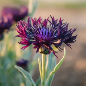 Black Cornflower Seeds - 100 Centaurea Cyanus, Edible & Ornamental Blooms, Outdoor - Image 7
