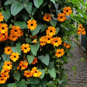 Black Eyed Susan Vine Seeds - Heirloom Thunbergia alata, 50 Seeds, Outdoor Climber - Image 2