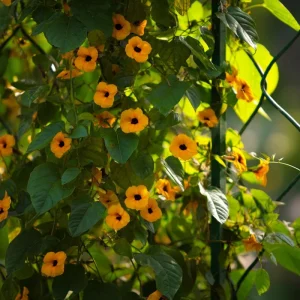 Black Eyed Susan Vine Seeds - Heirloom Thunbergia alata, 50 Seeds, Outdoor Climber - Image 3