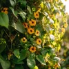 Black Eyed Susan Vine Seeds - Heirloom Thunbergia alata, 50 Seeds, Outdoor Climber - Image 1