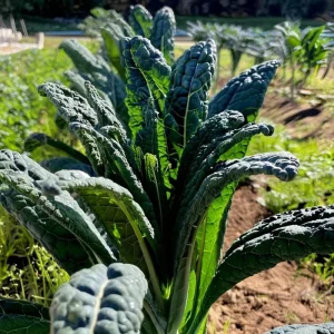 Black Magic Kale Seeds - 300 Count, Cold-Hardy Dark Leafy Greens for Garden - Image 2
