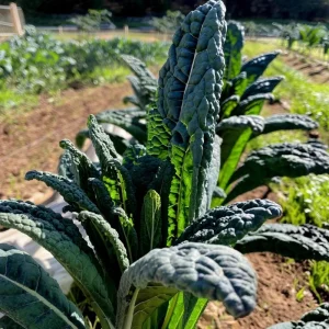 Black Magic Kale Seeds - 300 Count, Cold-Hardy Dark Leafy Greens for Garden - Image 6