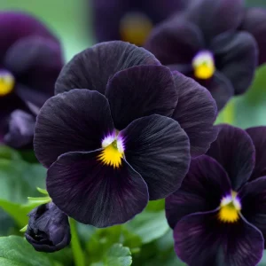Black Viola Seeds - 25 Seeds, Velvet-Purple Blooms, Compact Growth, Outdoor - Image 1