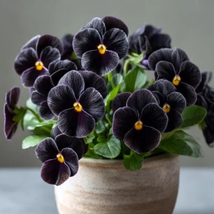 Black Viola Seeds - 25 Seeds, Velvet-Purple Blooms, Compact Growth, Outdoor - Image 2