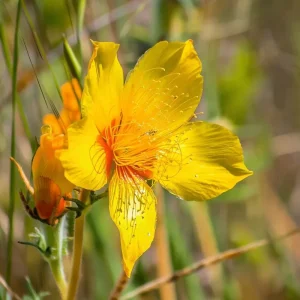 Blazing Star Seeds (Mentzelia lindleyi) - 50 Golden Wildflower Seeds, Drought Tolerant - Image 2
