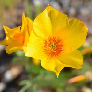 Blazing Star Seeds (Mentzelia lindleyi) - 50 Golden Wildflower Seeds, Drought Tolerant - Image 3