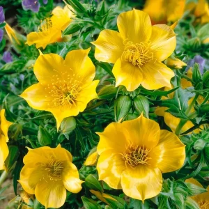 Blazing Star Seeds (Mentzelia lindleyi) - 50 Golden Wildflower Seeds, Drought Tolerant - Image 4