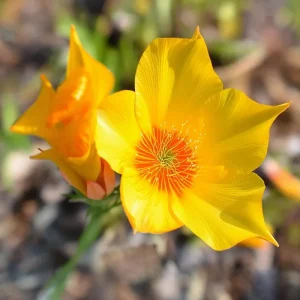 Blazing Star Seeds (Mentzelia lindleyi) - 50 Golden Wildflower Seeds, Drought Tolerant - Image 5