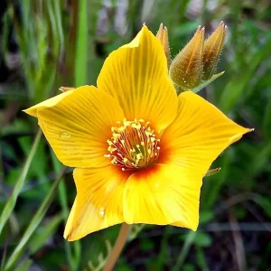 Blazing Star Seeds (Mentzelia lindleyi) - 50 Golden Wildflower Seeds, Drought Tolerant - Image 1