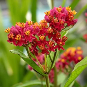 Blood Flower Milkweed Seeds - Vibrant Red Blooms - 50 Seeds - Pollinator Friendly - Image 2